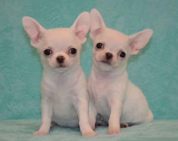 chihuahua-brother-and-sister-looking-for-a-home-in-florida-fl-big-0