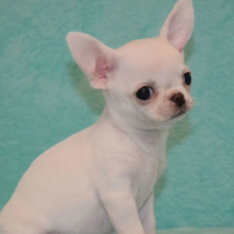 chihuahua-brother-and-sister-looking-for-a-home-in-florida-fl-big-1