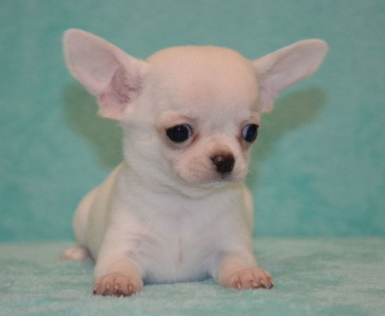 chihuahua-brother-and-sister-looking-for-a-home-in-florida-fl-big-2