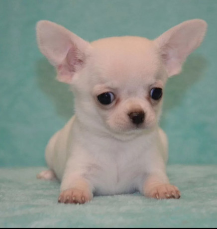 chihuahua-brother-and-sister-looking-for-a-home-in-florida-fl-big-4