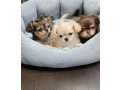 chihuahua-puppies-for-sale-in-texas-tx-small-3