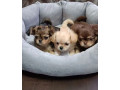 chihuahua-puppies-for-sale-in-texas-tx-small-1