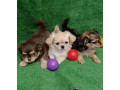 chihuahua-puppies-for-sale-in-texas-tx-small-2