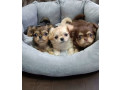 chihuahua-puppies-for-sale-in-texas-tx-small-0