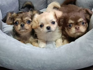 Chihuahua Puppies for Sale in Texas (TX)