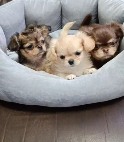 chihuahua-puppies-for-sale-in-texas-tx-big-3