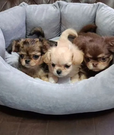 chihuahua-puppies-for-sale-in-texas-tx-big-1