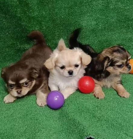 chihuahua-puppies-for-sale-in-texas-tx-big-2