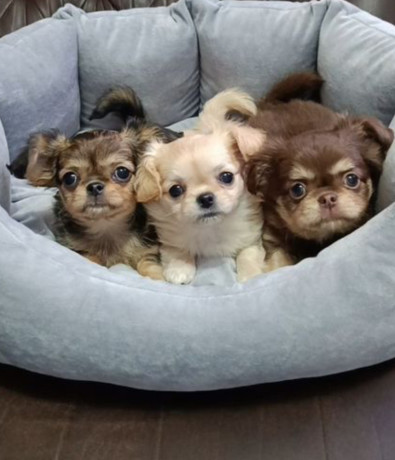 chihuahua-puppies-for-sale-in-texas-tx-big-0