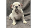 english-bulldog-puppies-for-sale-in-new-york-ny-small-1