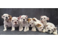 english-bulldog-puppies-for-sale-in-new-york-ny-small-0