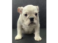 english-bulldog-puppies-for-sale-in-new-york-ny-small-4