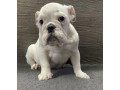 english-bulldog-puppies-for-sale-in-new-york-ny-small-2