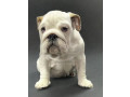 english-bulldog-puppies-for-sale-in-new-york-ny-small-3