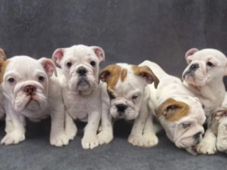 English Bulldog Puppies for Sale in New York (NY)