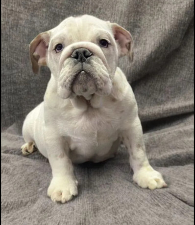 english-bulldog-puppies-for-sale-in-new-york-ny-big-1