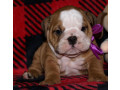 two-english-bulldog-female-puppies-in-florida-fl-small-3