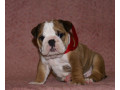 two-english-bulldog-female-puppies-in-florida-fl-small-1