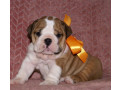 two-english-bulldog-female-puppies-in-florida-fl-small-2