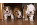 two-english-bulldog-female-puppies-in-florida-fl-small-0