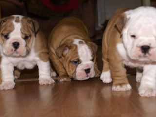 Two English Bulldog Female Puppies in Florida (FL)