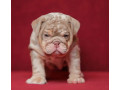 male-english-bulldog-puppy-looking-for-a-home-in-illinois-il-small-1