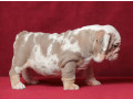 male-english-bulldog-puppy-looking-for-a-home-in-illinois-il-small-2