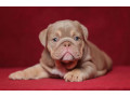 male-english-bulldog-puppy-looking-for-a-home-in-illinois-il-small-0