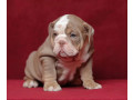 male-english-bulldog-puppy-looking-for-a-home-in-illinois-il-small-3