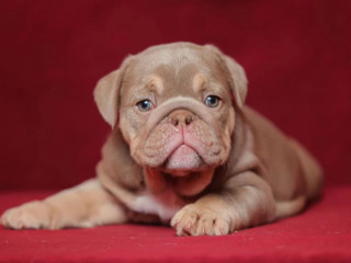 Male English Bulldog Puppy Looking for a Home in Illinois (IL)