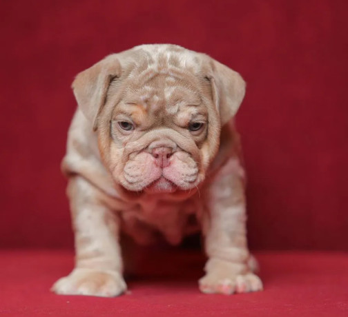 male-english-bulldog-puppy-looking-for-a-home-in-illinois-il-big-1