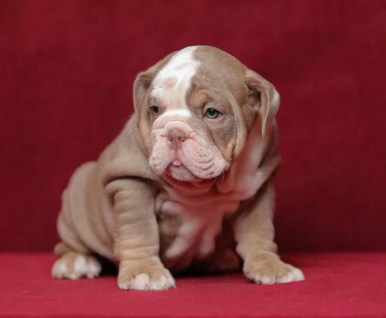 male-english-bulldog-puppy-looking-for-a-home-in-illinois-il-big-3