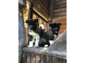 exceptional-american-akita-inu-puppies-for-sale-small-2