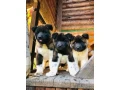 exceptional-american-akita-inu-puppies-for-sale-small-3