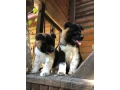 exceptional-american-akita-inu-puppies-for-sale-small-0