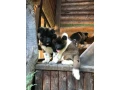 exceptional-american-akita-inu-puppies-for-sale-small-1