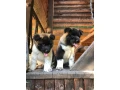 exceptional-american-akita-inu-puppies-for-sale-small-4