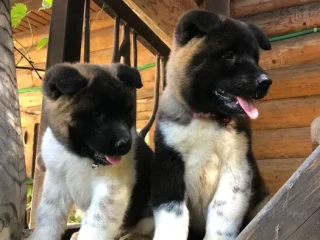 Exceptional American Akita Inu Puppies for Sale!