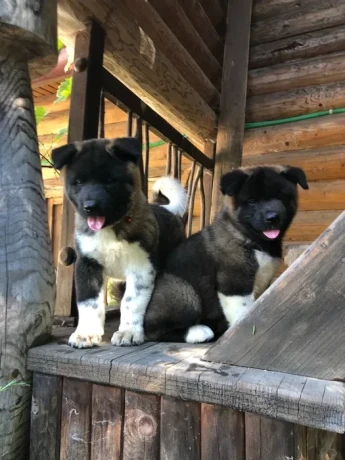 exceptional-american-akita-inu-puppies-for-sale-big-2