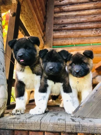 exceptional-american-akita-inu-puppies-for-sale-big-3