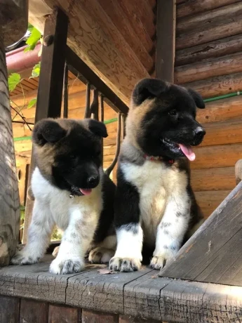 exceptional-american-akita-inu-puppies-for-sale-big-0