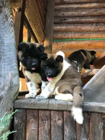 exceptional-american-akita-inu-puppies-for-sale-big-1