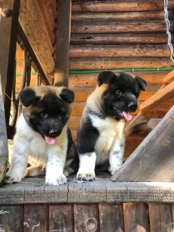 exceptional-american-akita-inu-puppies-for-sale-big-4