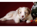 australian-shepherd-puppies-for-sale-in-ny-small-3