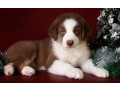 australian-shepherd-puppies-for-sale-in-ny-small-2