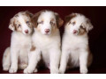 australian-shepherd-puppies-for-sale-in-ny-small-0