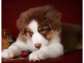 australian-shepherd-puppies-for-sale-in-ny-small-1