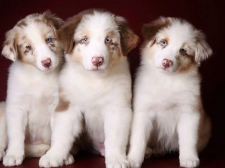 Australian Shepherd Puppies for Sale in (NY)