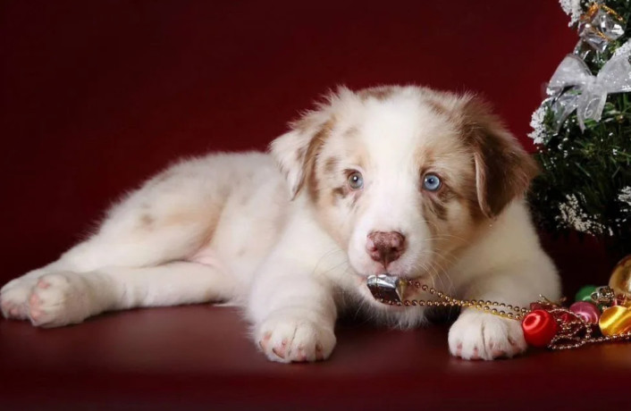 australian-shepherd-puppies-for-sale-in-ny-big-3