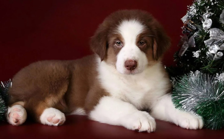 australian-shepherd-puppies-for-sale-in-ny-big-2